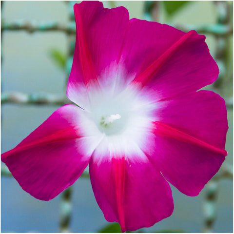 Scarlet O'Hara Morning Glory Seeds For Planting (Ipomoea nil)