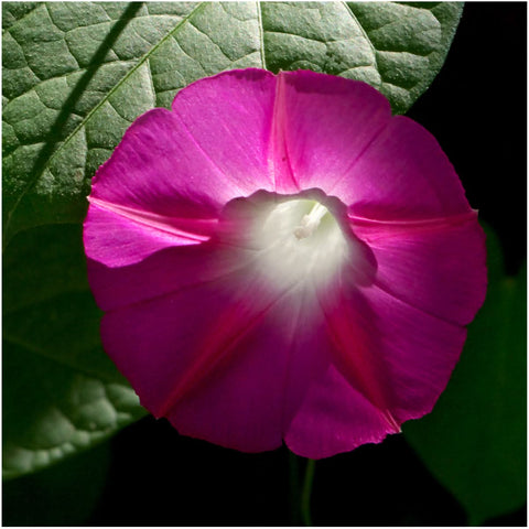 Scarlet O'Hara Morning Glory Seeds For Planting (Ipomoea nil)