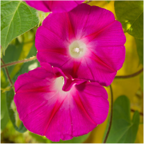 scarlet o hara morning glory seeds for planting