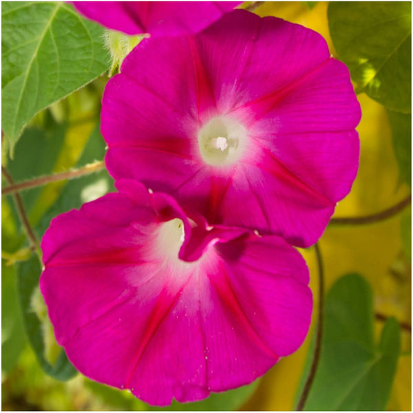 morning glory scarlet o'hara seeds Scarlet O Hara Morning Glory Seeds For Planting (Ipomoea nil) – Seed Needs LLC
