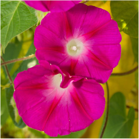 Scarlet O'Hara Morning Glory Seeds For Planting (Ipomoea nil)