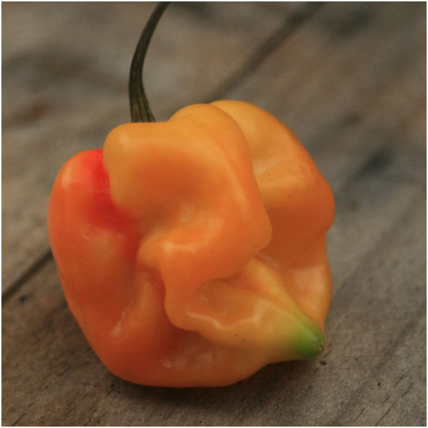 Orange Scotch Bonnet Pepper Seeds For Planting (Capsicum chinense)