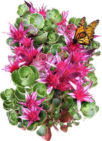 planting sedum seeds Dragon's Blood Sedum Seeds For Planting (Sedum coccineum)