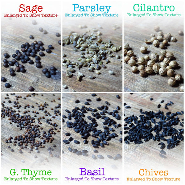 Culinary Herb Seed Collection