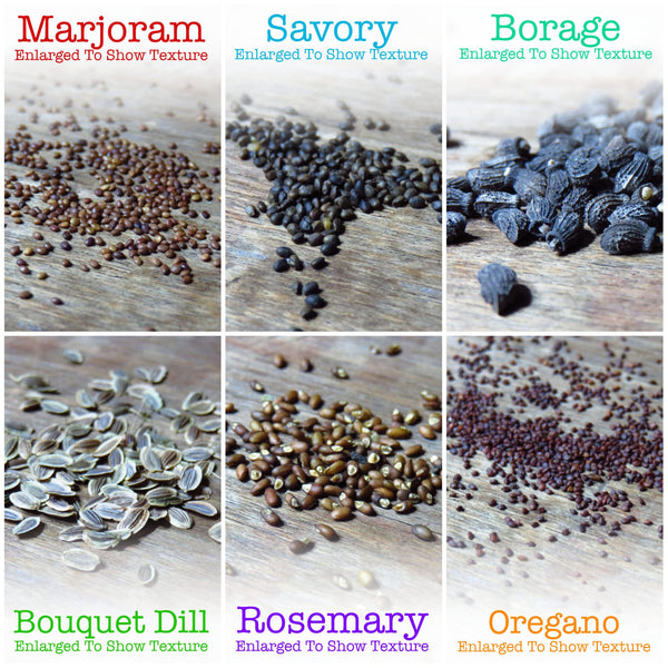 Culinary Herb Seed Collection