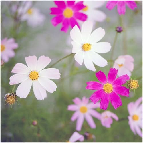 sensation cosmossensation blend cosmos flower seeds for planting