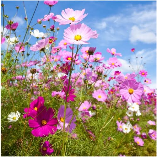 sensation blend cosmos flower seeds for planting