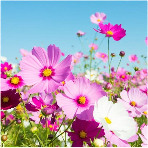 sensation blend cosmos flower seeds for planting