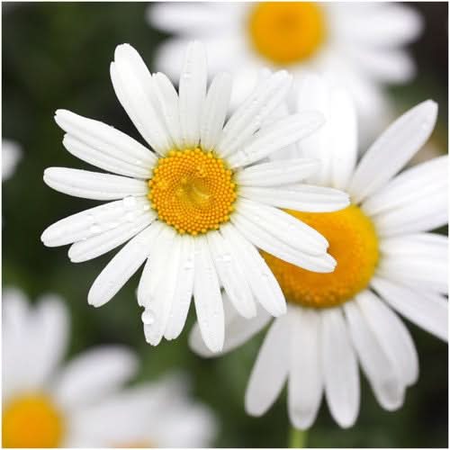 Shasta Daisy Seeds For Planting (Chrysanthemum maximum)