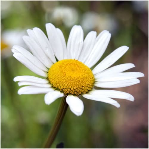 shasta daisy seeds for planting