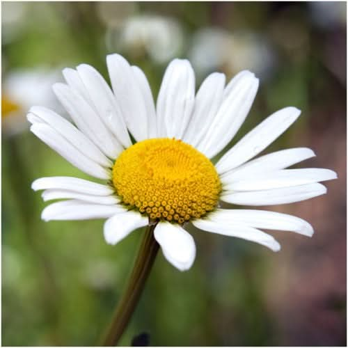 shasta daisy seeds for planting