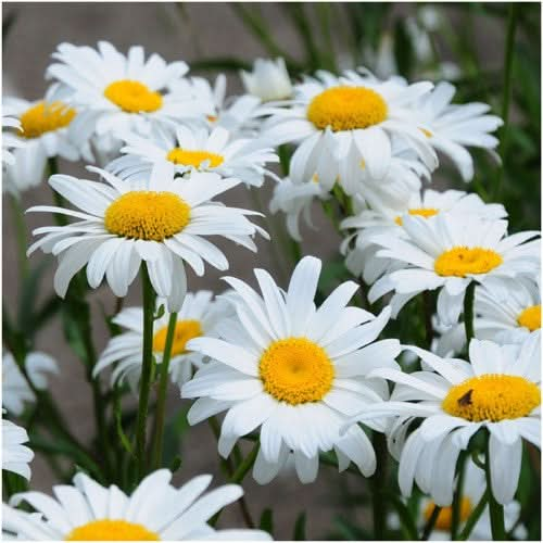 From Seed to Blossom: How to Grow and Care For Shasta Daisies – Sow Right  Seeds