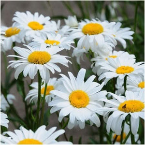 Deer Resistant Wildflower