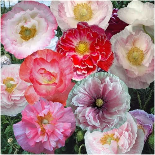 double shirley poppy seeds for planting