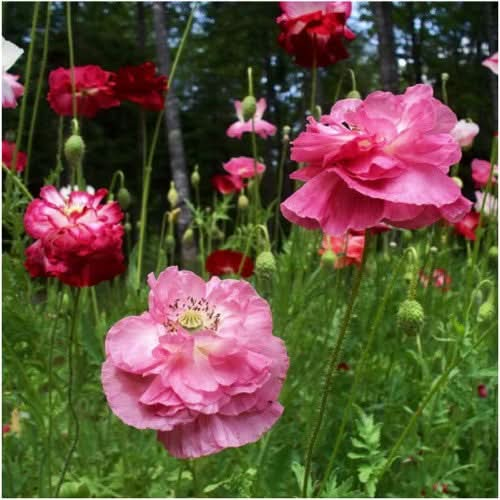 double shirley poppy seeds for planting