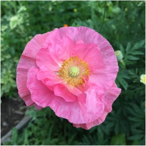 double shirley poppy seeds for planting