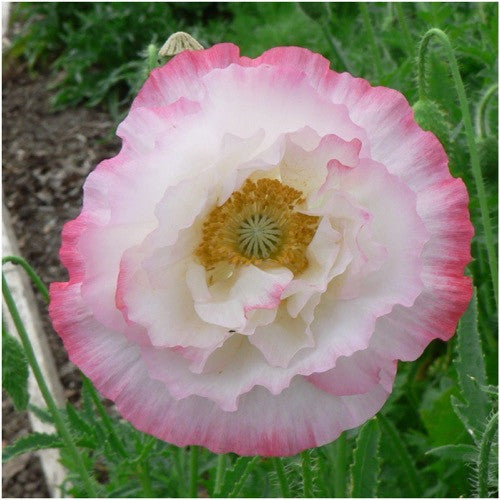 Double Shirley Poppy Seeds For Planting (Papaver rhoeas)