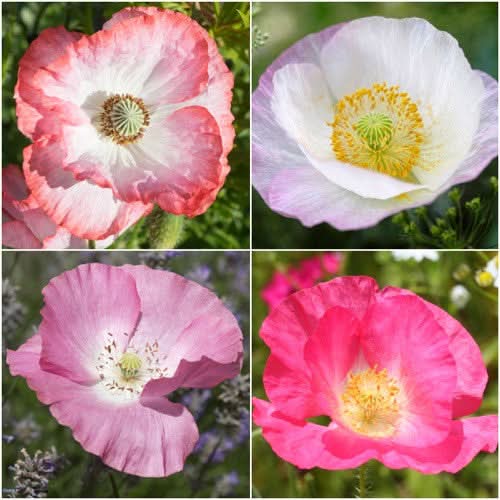 Shirley Poppy Seeds For Planting (Papaver rhoeas)