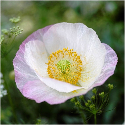 Shirley Poppy Seeds For Planting (Papaver rhoeas)