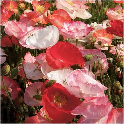 Shirley Poppy Seeds For Planting