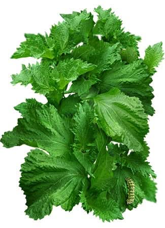 Shiso Herb Seed Duo
