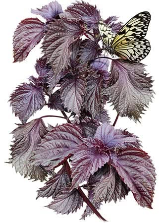 Shiso/Perilla Samen Mischung – Ca. 200 Samen, Grün & Rot, Für Garten & Küche