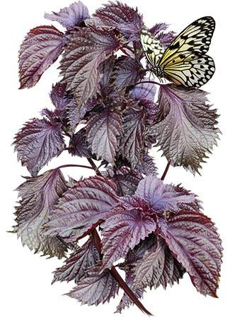 red shiso seeds