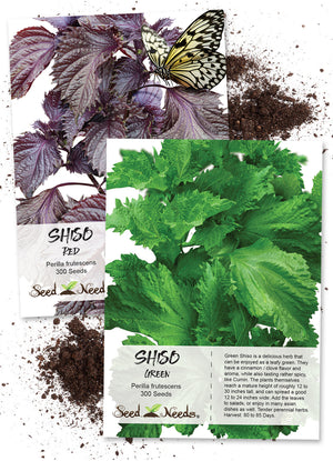 shiso seed collection