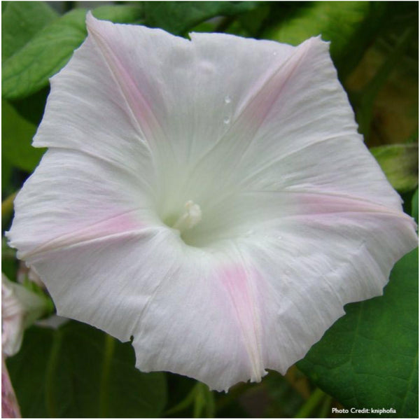 shiva morning glory seeds for planting