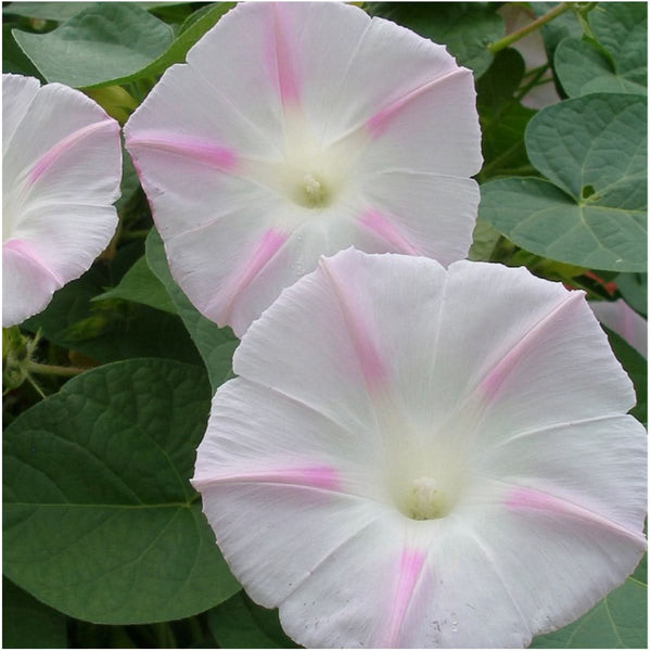 shiva morning glory seeds for planting