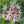 showy milkweed seeds for planting