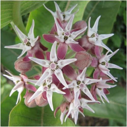 Milkweed Seed Collection