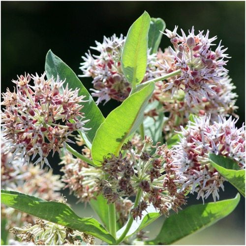 showy milkweed seeds for planting