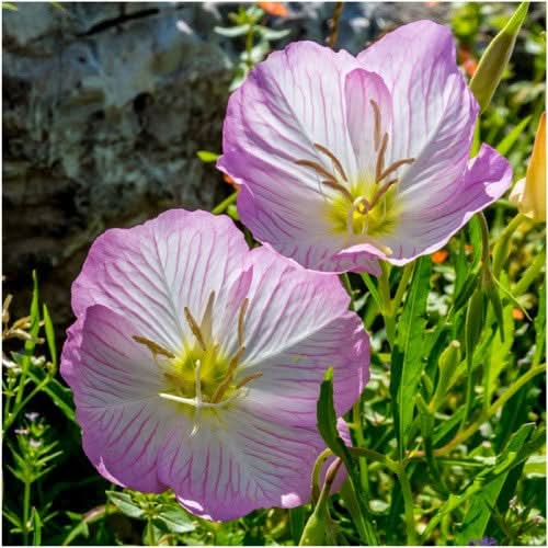 showy evening pink primrose seeds for planting