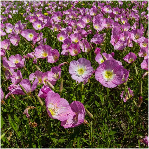 showy evening pink primrose seeds for planting