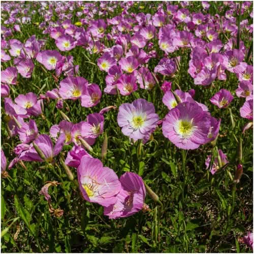 showy evening pink primrose seeds for planting