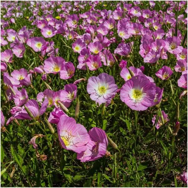 Texas Oklahoma Wildflower Mixture