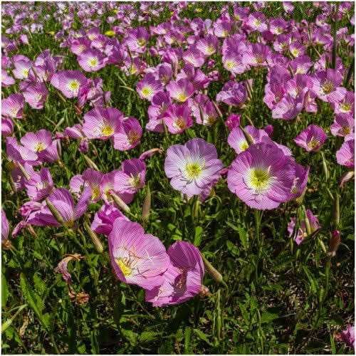 Showy Evening Primrose Seeds For Planting (Oenothera speciosa)