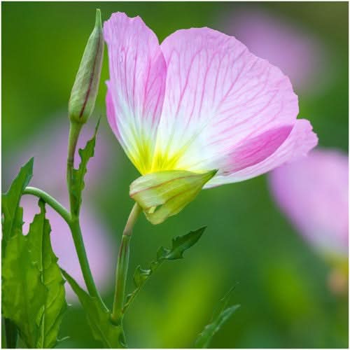 Showy Evening Primrose Seeds For Planting (Oenothera speciosa)