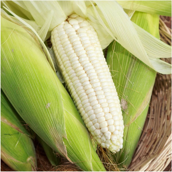 Silver Queen Corn Seeds For Planting (Zea mays)