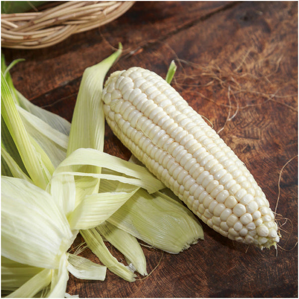 Silver Queen Corn Seeds For Planting (Zea mays)