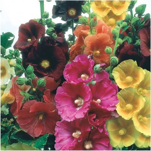 single blend hollyhock seeds for planting