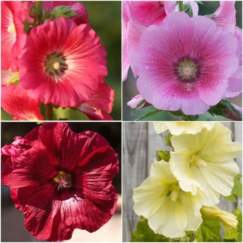 single blend hollyhock seeds for planting