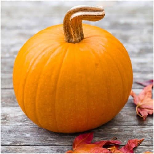 Small Sugar Pie Pumpkin Seeds For Planting (Cucurbita pepo)