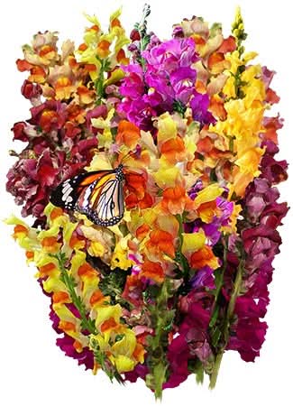 Snapdragon Seeds For Planting Tetra Blend (Antirrhinum majus)