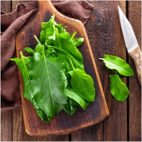 Large Leaf Sorrel Seeds For Planting (Rumex acetosa)
