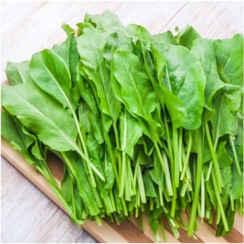 Large Leaf Sorrel Seeds For Planting (Rumex acetosa)