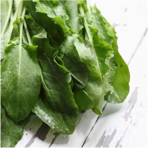 Large Leaf Sorrel Seeds For Planting (Rumex acetosa)