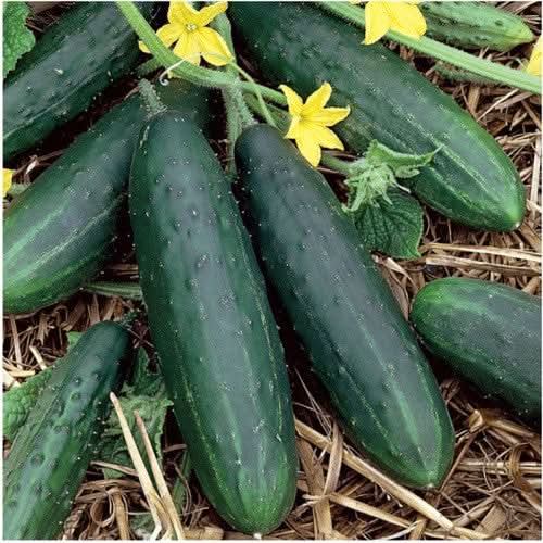 Spacemaster 80 Cucumber Seeds For Planting (Cucumis sativus)