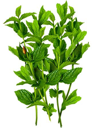 spearmint herb seeds for planting